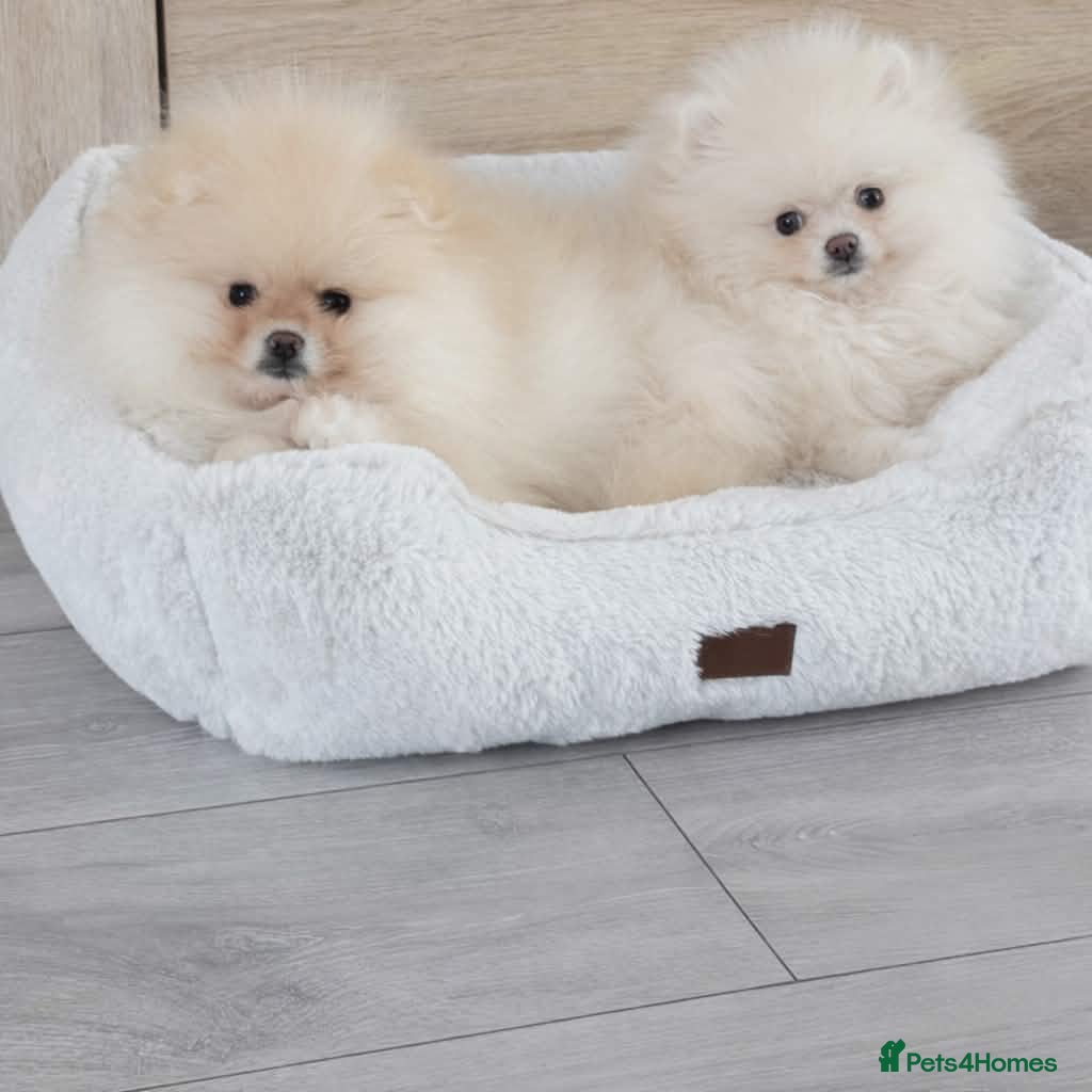 Pomeranian dogs Stunning KC Pomeranian puppies ✨ - Advert 15