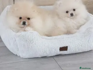 Pomeranian dogs Stunning KC Pomeranian puppies ✨ - Advert 15