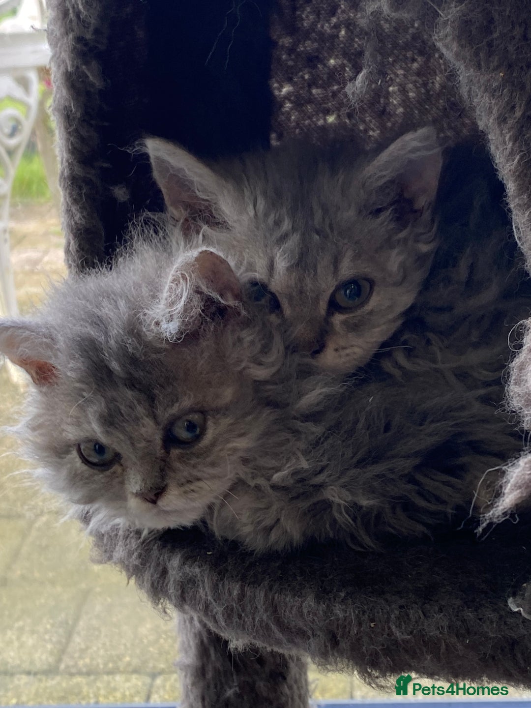Selkirk Rex cats for sale: Beautiful selkirkrex babies - Image 13