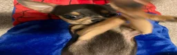 Chihuahua dogs for sale: Pedigree Teacup Chihuahua for Rehoming  - Advert 10