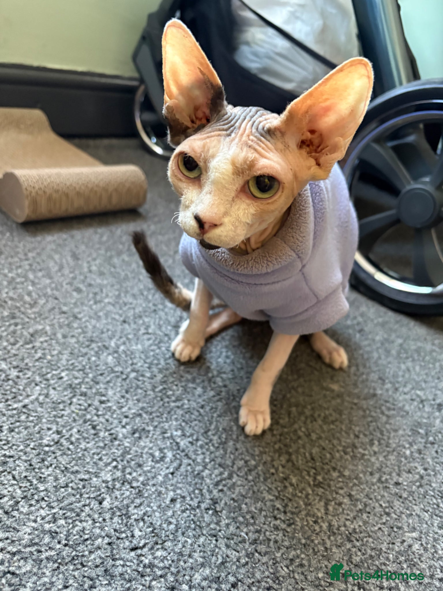 Sphynx cats Ruby - 7months old - Advert 1