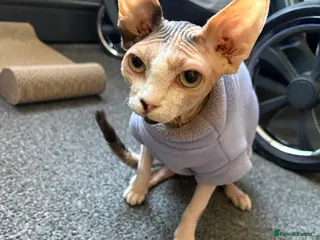 Sphynx cats Ruby - 7months old - Advert 1