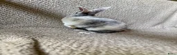 Rex rabbits for sale: Last one! Lovely mini Rex boy  - Advert 4