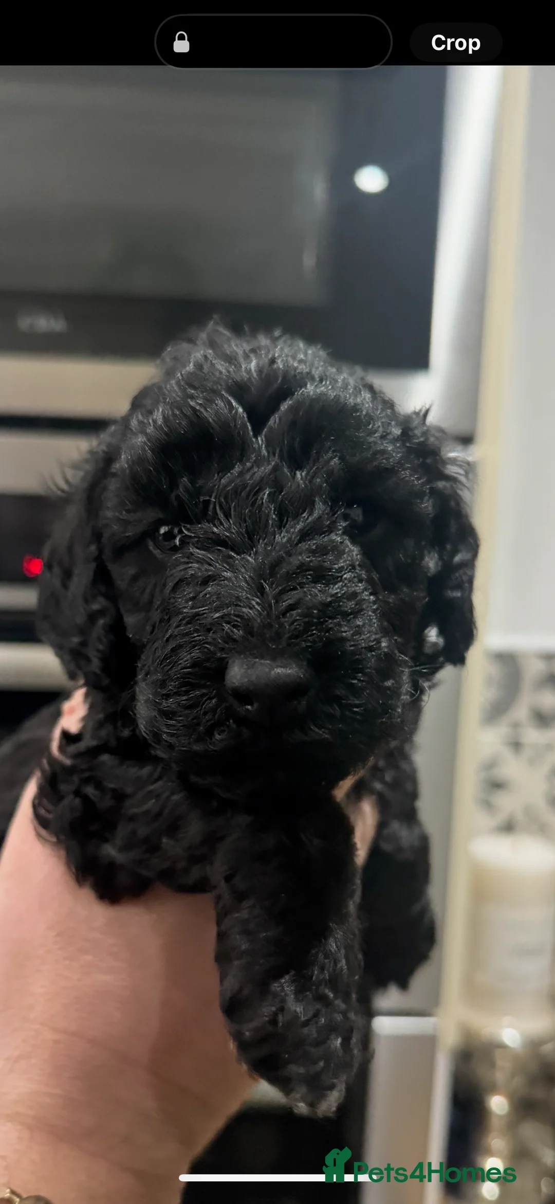 Bedlington Terrier dogs for sale: KC Registered Bedlington Terrier Pups  - Advert 12