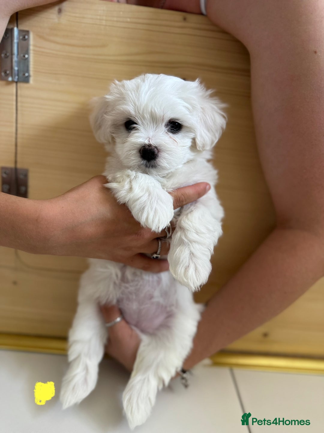 Maltese dogs for sale: 5 Generation KC registered Maltese - Image 18
