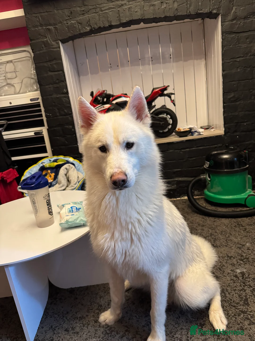 Siberian Husky dogs for sale: Two beautiful huskys ( brothers ) - Advert 10