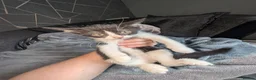 Mixed Breed cats for sale: 2 Girls ready now! - Advert 6