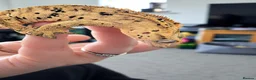 Gecko reptiles for sale: Male Crested Gecko - Advert 3