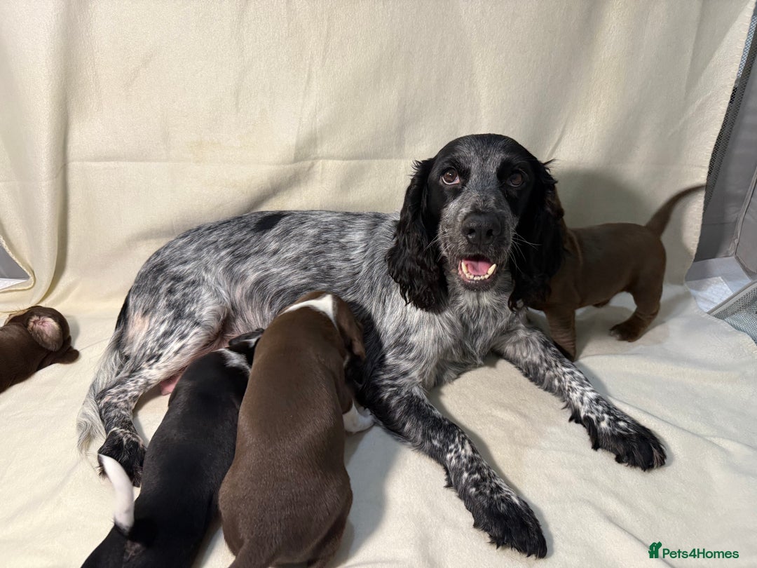 Mixed Breed dogs for sale: Cockerbull’s - Advert 12