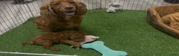 Cockapoo dogs for sale: F1 Deep Fox Red Cockapoo Boy - Advert 6