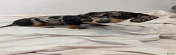 Miniature Dachshund dogs for sale: Ready to Go Beautiful miniature Dachshund  - Advert 12