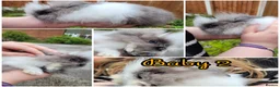 Lionhead rabbits for sale: Pure double lionheads READY NOW  - Advert 3