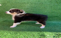 Australian Shepherd dogs for sale: Australia shepherd Kc puppies  - Image 35