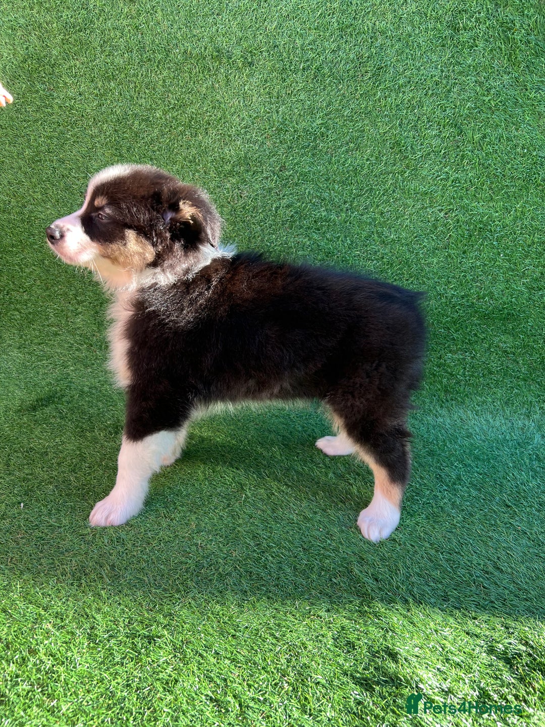 Australian Shepherd dogs for sale: Australia shepherd Kc puppies  - Image 35
