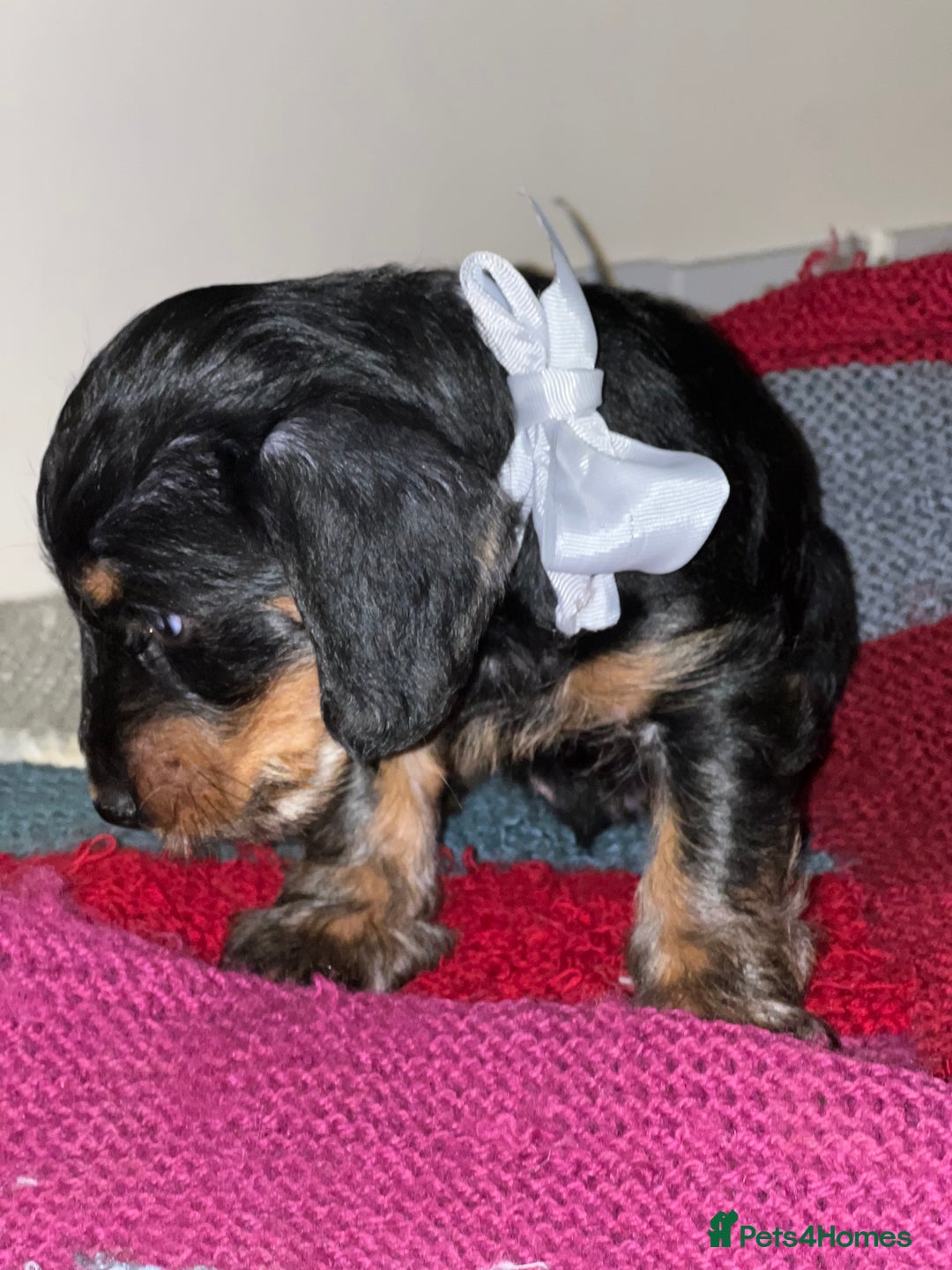 Dachshund dogs for sale: 4 pups for sale  - Advert 2