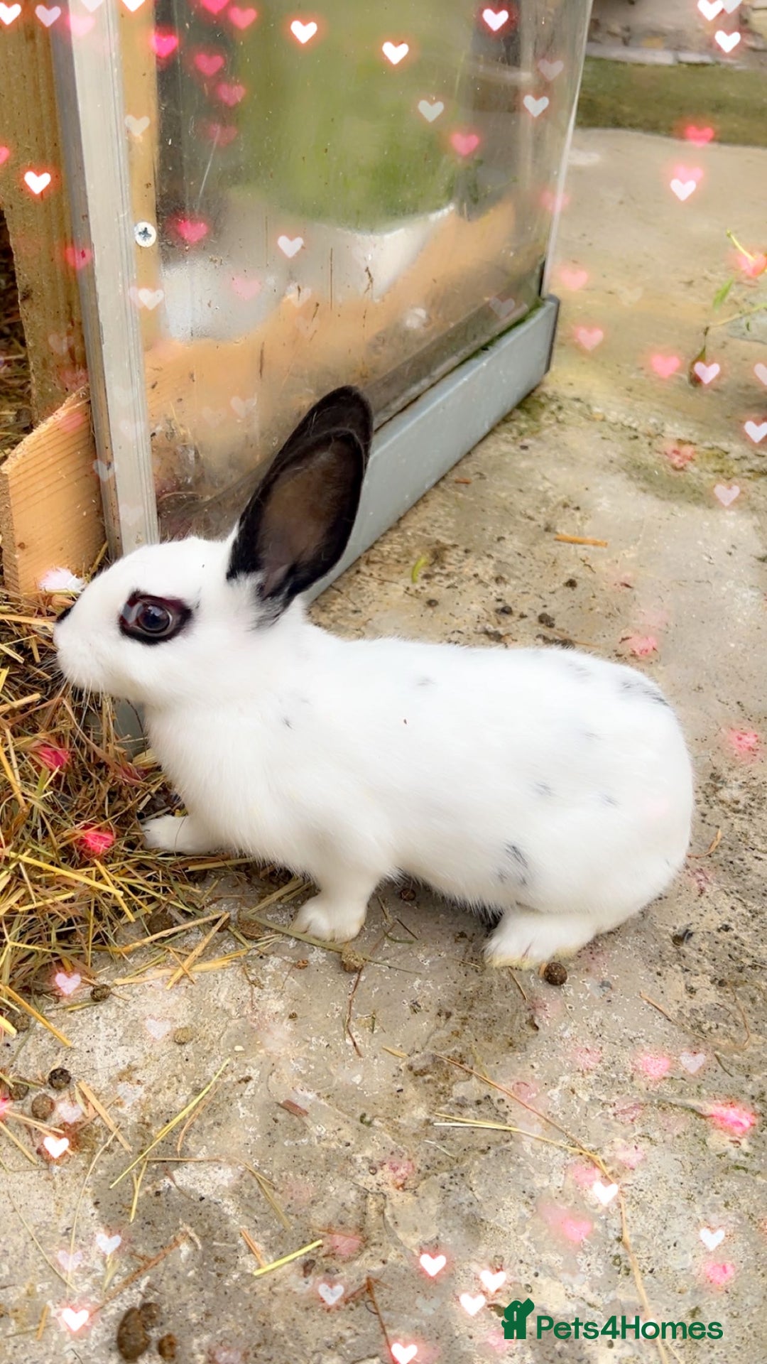 English Spot rabbits for sale: 🐰Beautiful Rabbits Available to Loving Homes🐰 - Advert 10