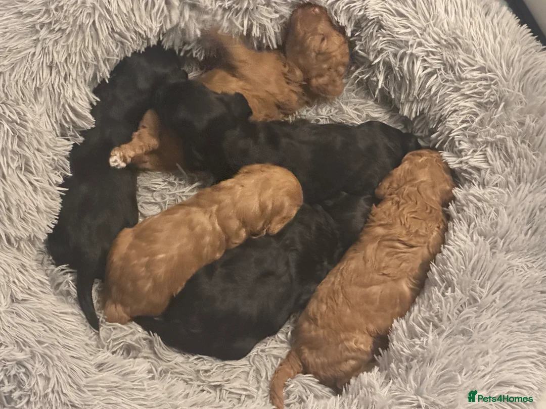 Australian Labradoodle dogs for sale: Beautiful Australian Labradoodle Pups  - Advert 2