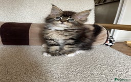 Maine Coon cats for sale: Mainecoons  - Image 13