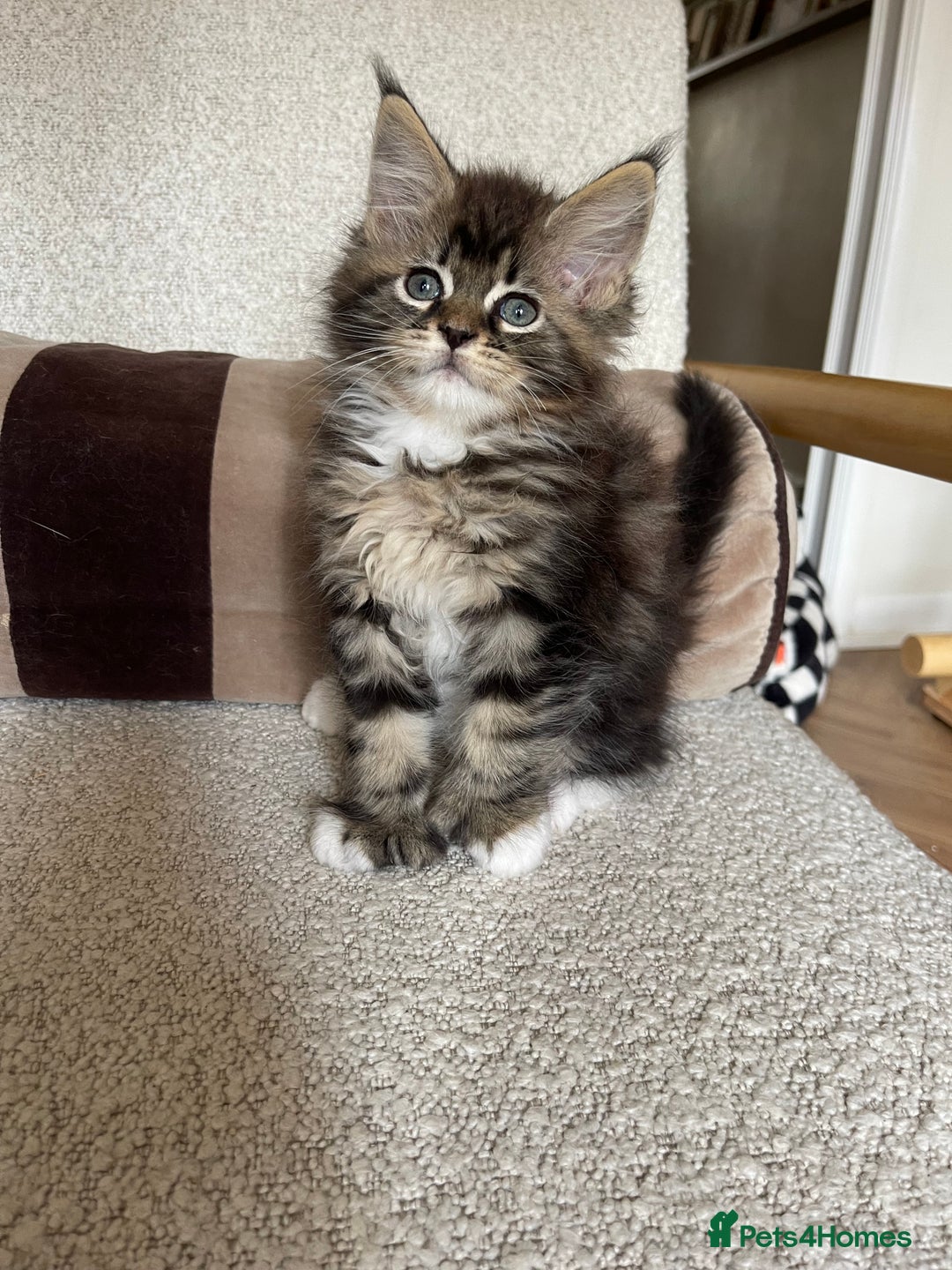 Maine Coon cats for sale: Mainecoons  - Image 13