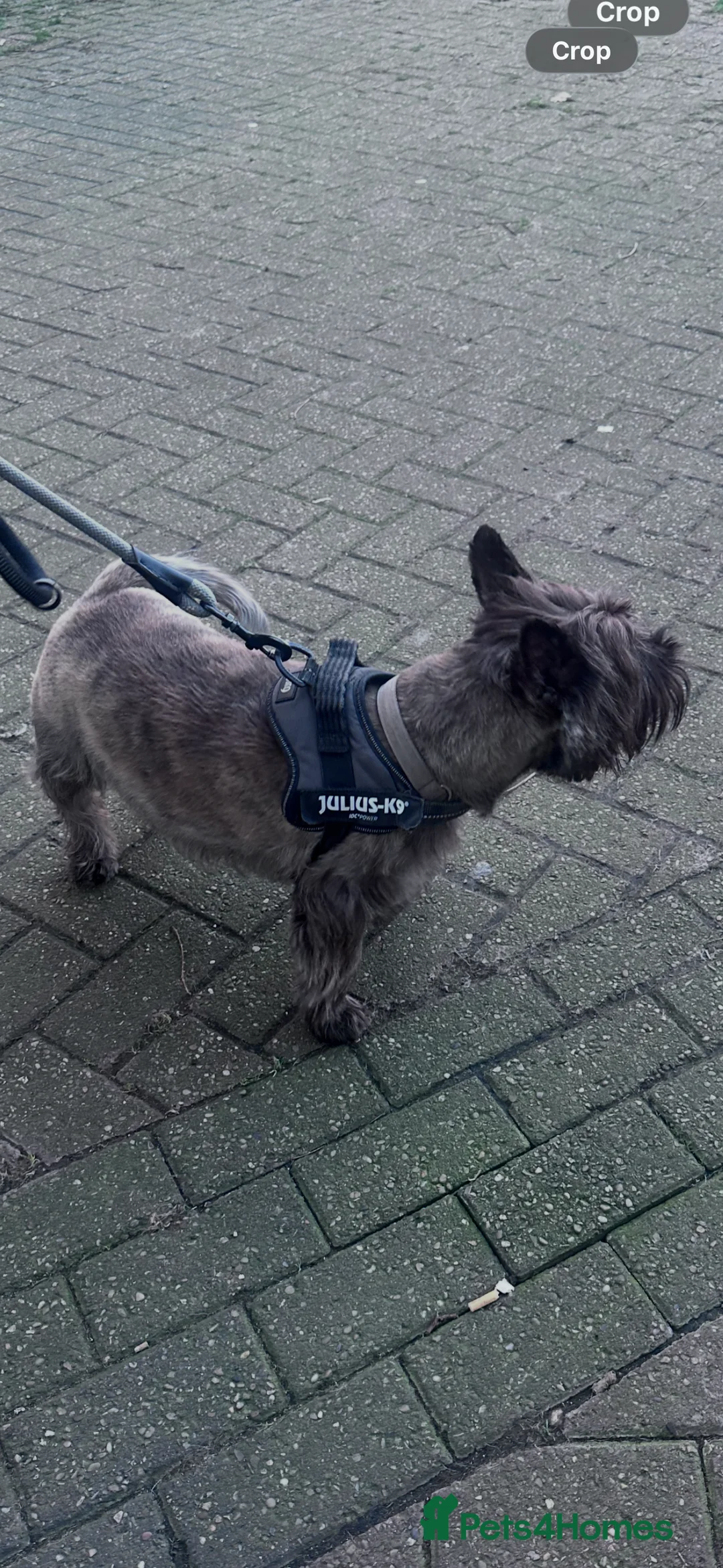 Cairn Terrier dogs for sale: Cairn terrier pups  - Advert 2