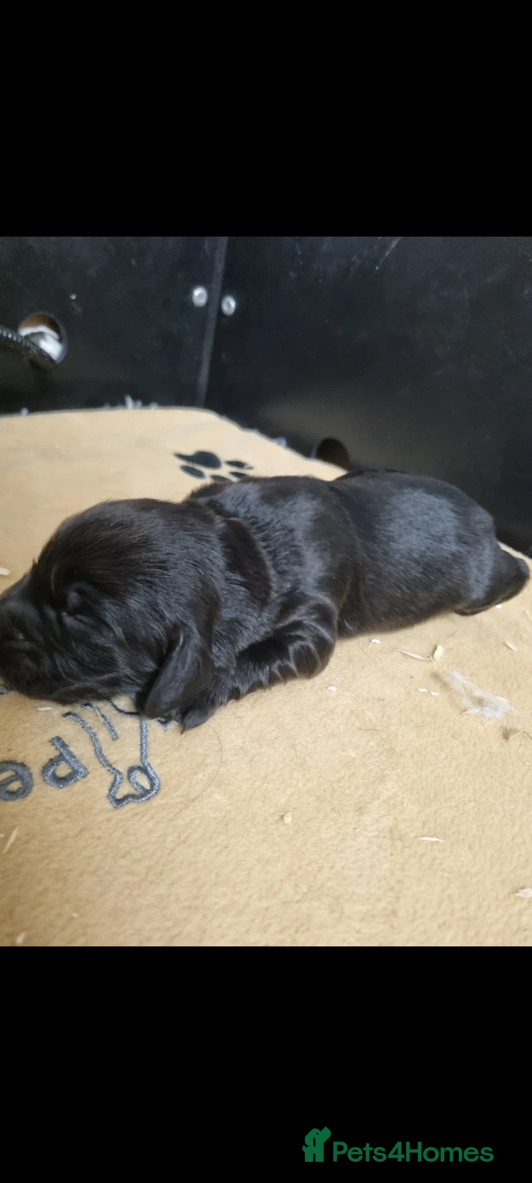 Cocker Spaniel dogs for sale: Working cocker spaniel puppies - Advert 4