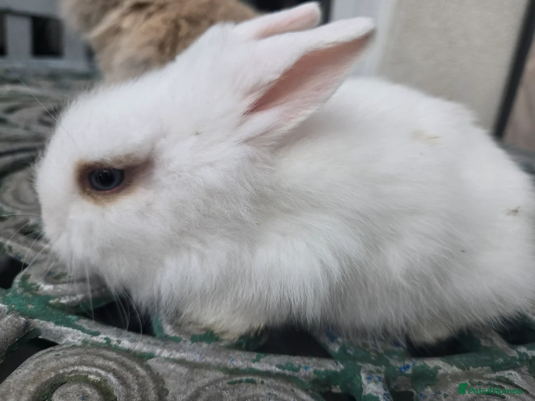 Lionhead rabbits for sale: Cutest blue eye Supersoft Double mane lion head  - Advert 2