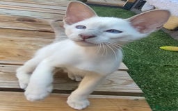 Oriental cats for sale: Oriental/siamese  - Image 12