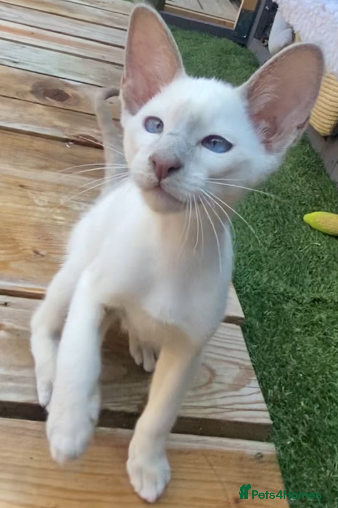 Oriental cats for sale: Oriental/siamese  - Image 12