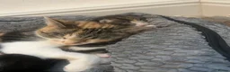 Mixed Breed cats for sale: 5 beautiful kittens looking for a forever home❤️ - Advert 24