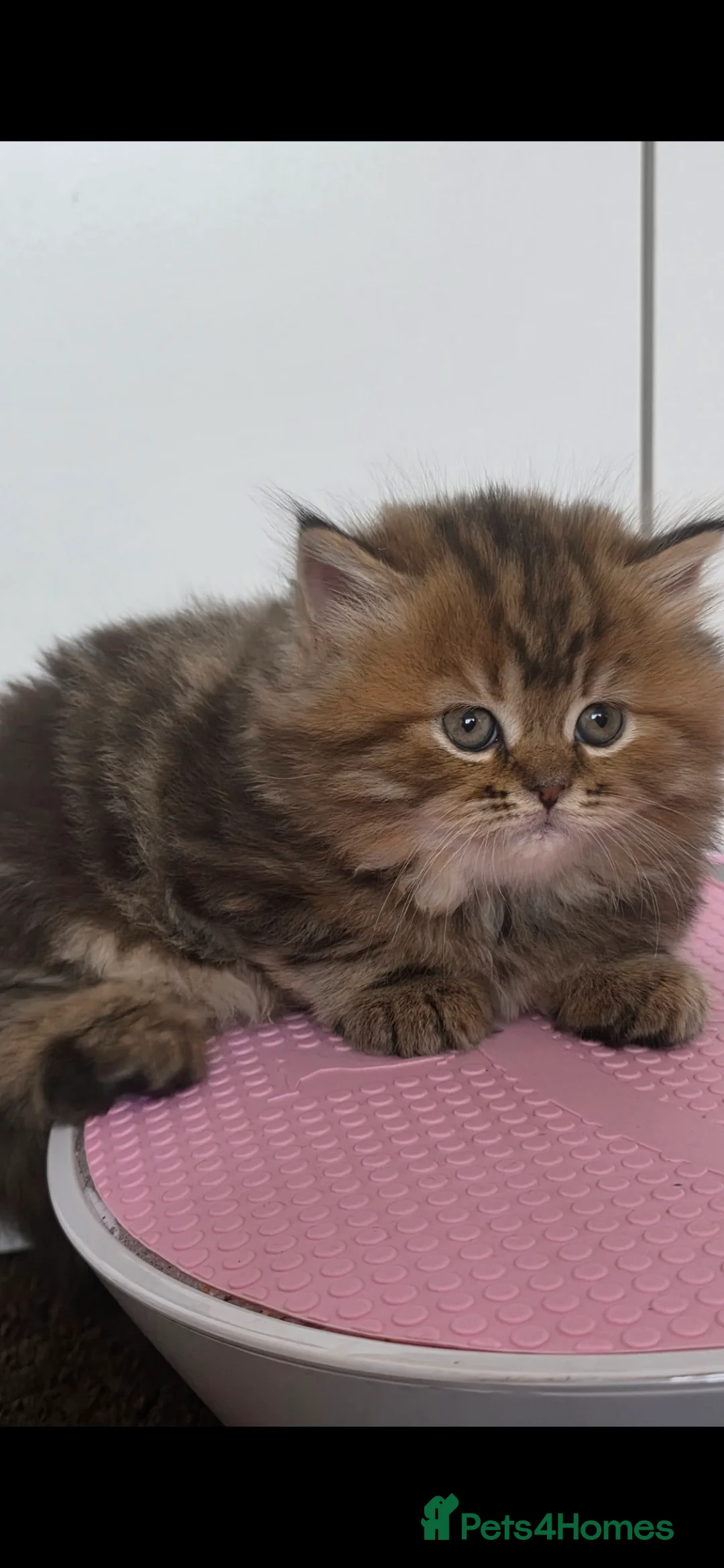 Mixed Breed cats for sale: Ragdoll cross British shorthair  - Advert 9