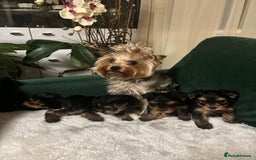 Yorkshire Terrier dogs for sale: Yorkshire Terrier Puppies for sale - Advert 8