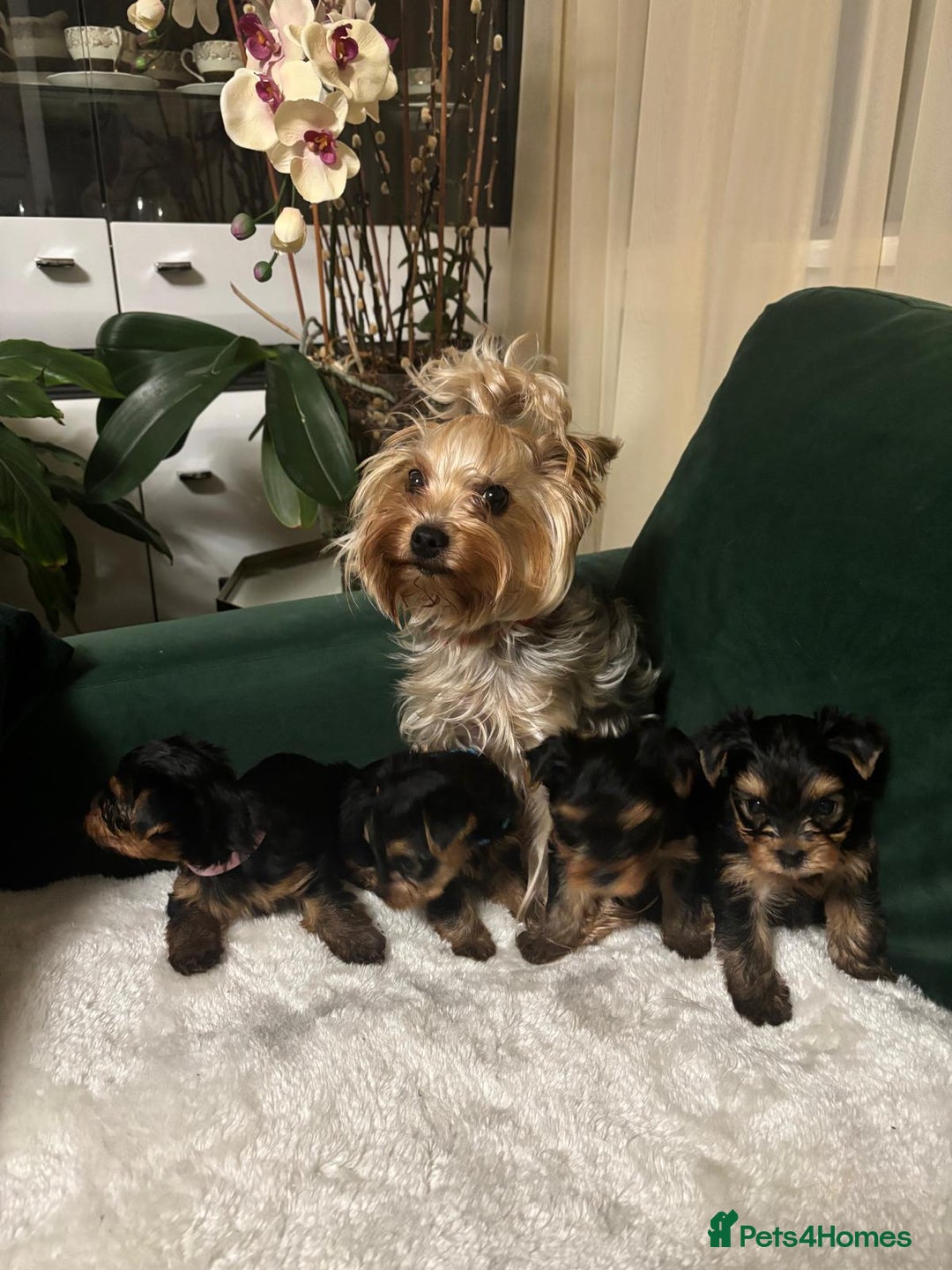 Yorkshire Terrier dogs for sale: Yorkshire Terrier Puppies for sale - Advert 8