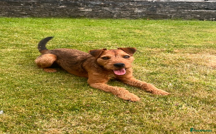 Lakeland Terrier dogs - Advert 13