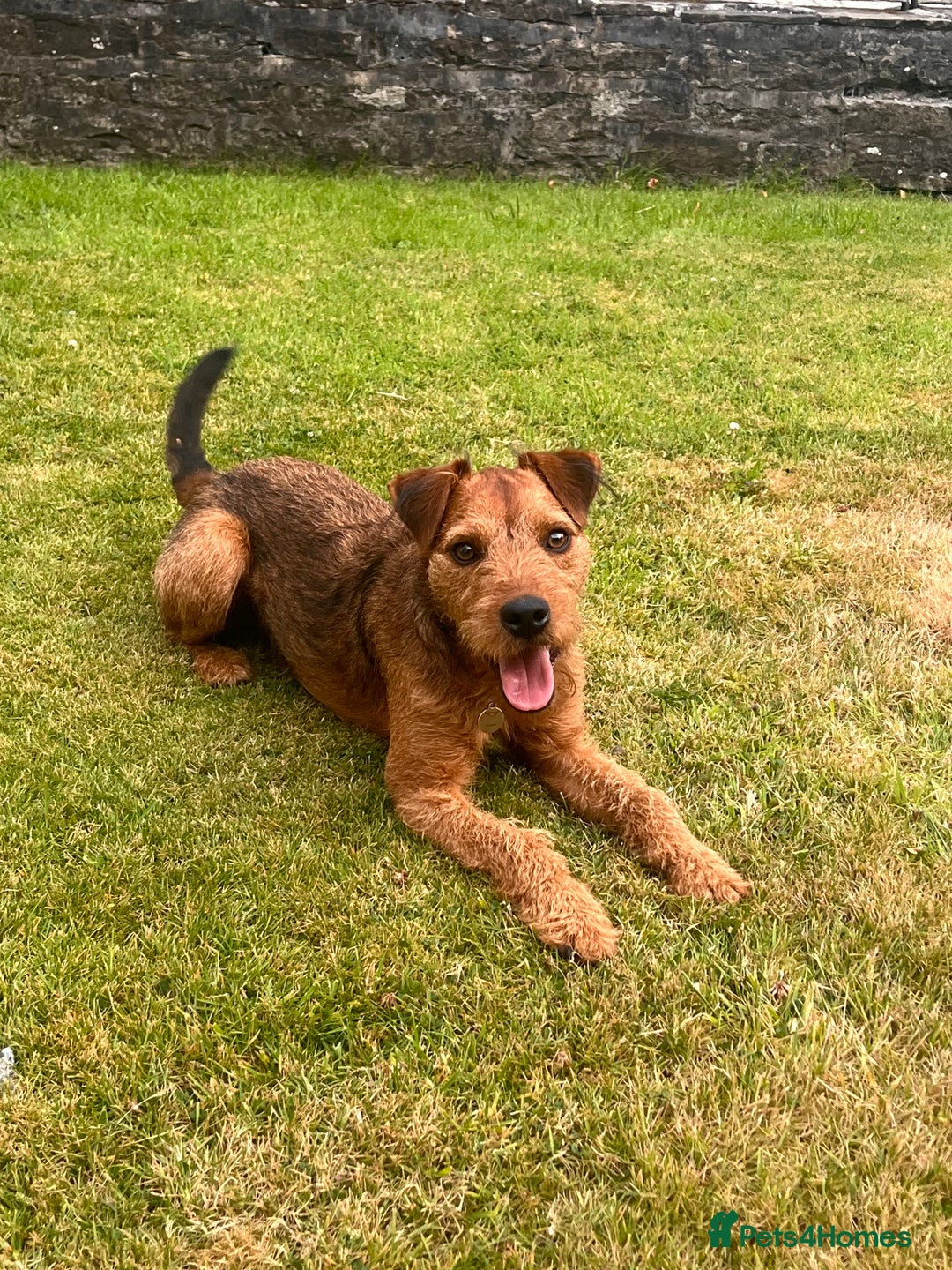 Lakeland Terrier dogs for sale: Gorgeous George  - Image 1