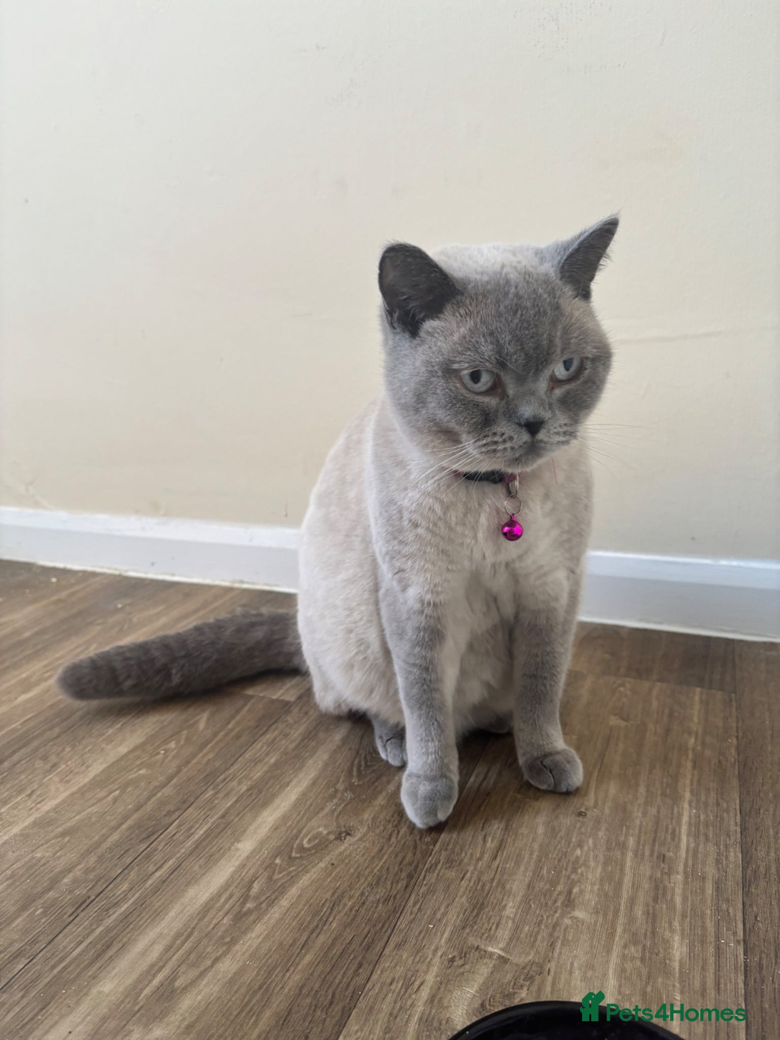 Mixed Breed cats British Short Hair X Bengal Mix Kittens  - Advert 4