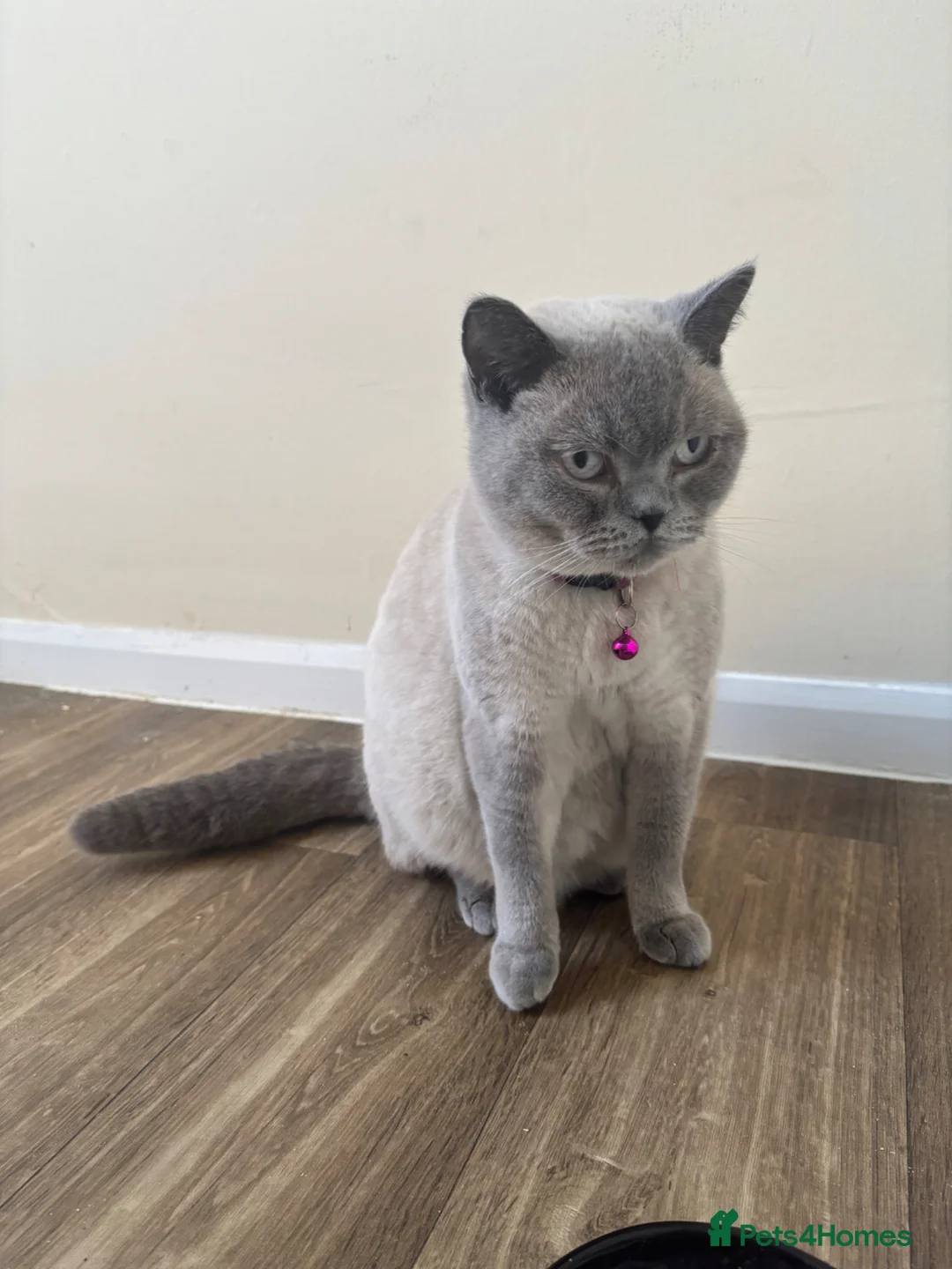 Mixed Breed cats for sale: British Short Hair X Bengal Mix Kittens  in Barnet - Advert 1