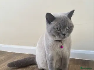 Mixed Breed cats British Short Hair X Bengal Mix Kittens - Advert 1