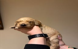 Labradoodle dogs for sale: Miniature Labradoodles - Image 13