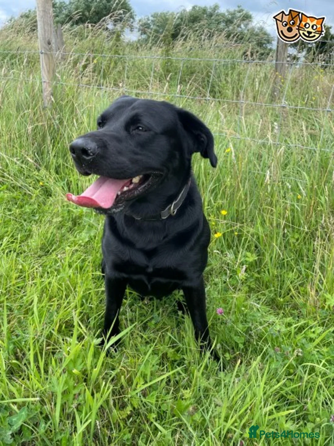 Labrador Retriever dogs for stud: Fully Health Tested Stunning Black Labrador Stud in Tewkesbury - Advert 10
