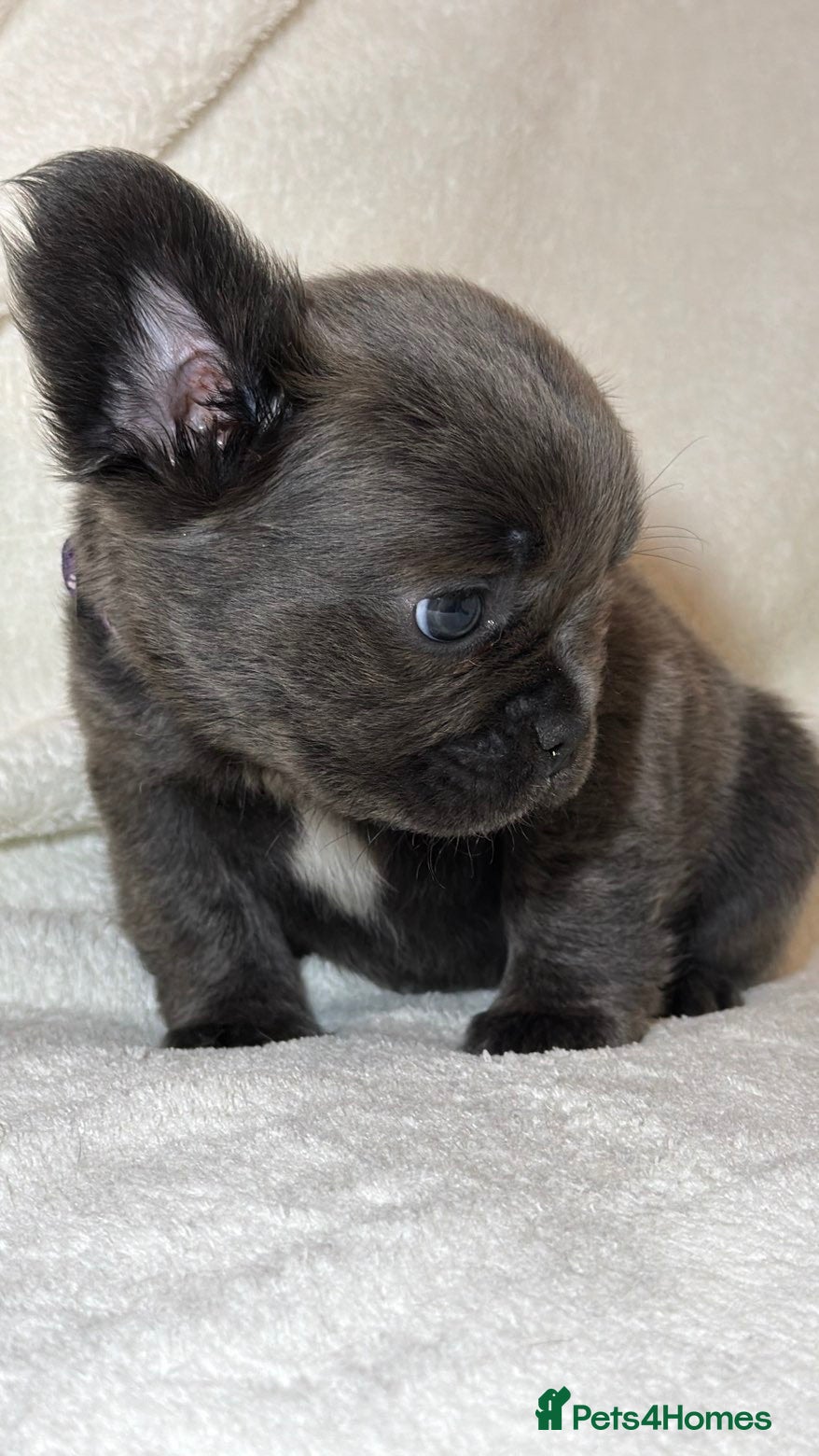 French Bulldog dogs RUBY🫶🏽 DWKC reg  - Advert 2