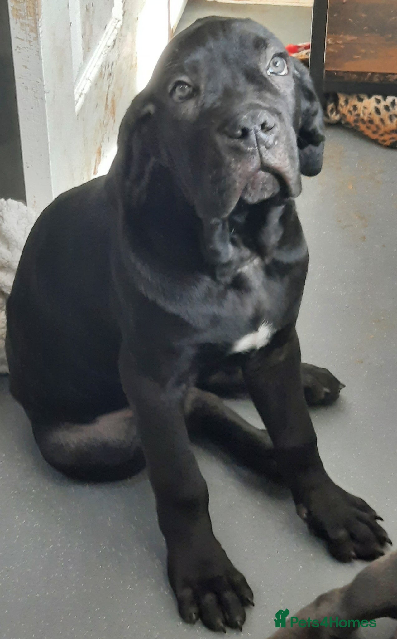 Cane Corso dogs CANE CORSO PUPPIES READY TO LEAVE! - Advert 3
