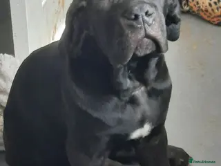 Cane Corso dogs CANE CORSO PUPPIES READY TO LEAVE! - Advert 3