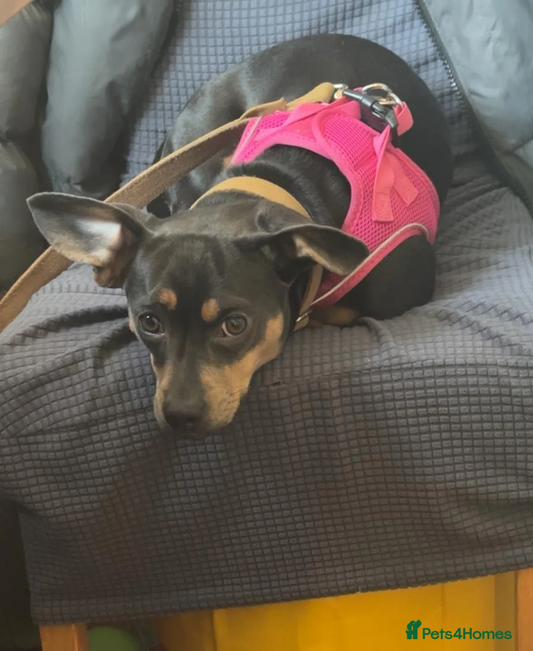 Mixed Breed dogs for sale: Daschund  in St. Ives - Advert 1