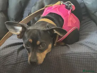 Mixed Breed dogs Daschund in St. Ives - Advert 1