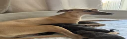 Mixed Breed dogs for sale: Beautiful Italian greyhound/Bedlington/whippet Boy - Advert 2