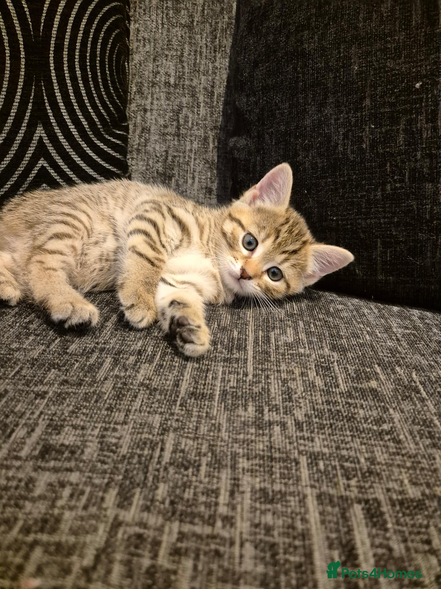 Mixed Breed cats 1 beautiful female kitten left!! - Advert 11