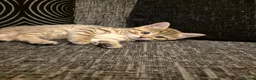 Mixed Breed cats for sale: 2 beautiful kittens for sale! - Advert 11