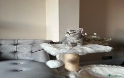 British Shorthair cats for sale: SILVER TABBIES - Registered & Full Pedigree - Image 4