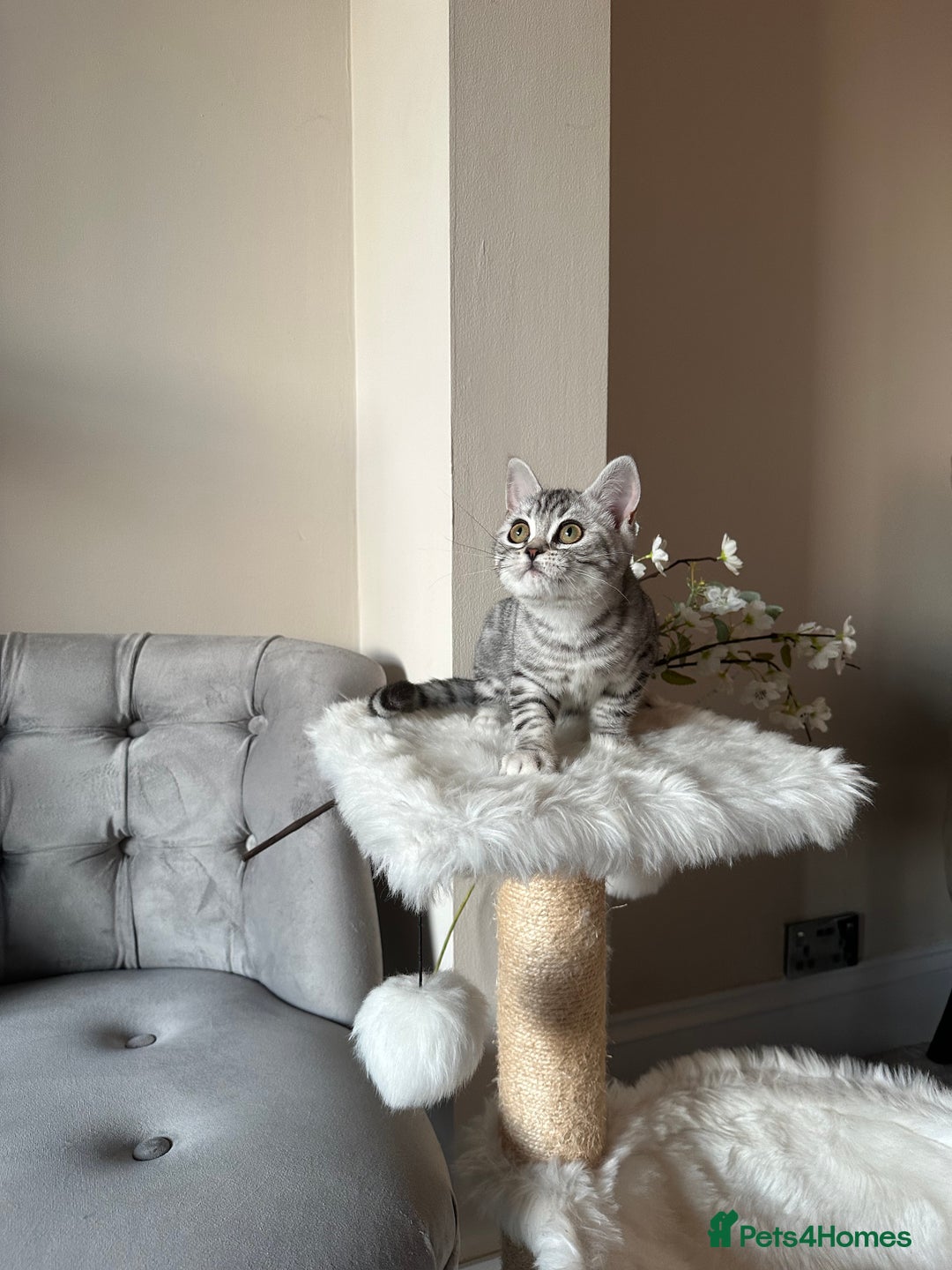 British Shorthair cats for sale: SILVER TABBIES - Registered & Full Pedigree - Image 4