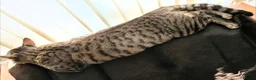 Bengal cats for sale: Adorable friendly Bengal kittens ready now!! - Advert 16